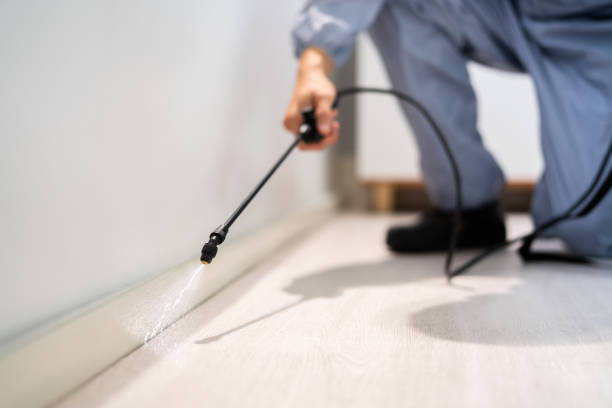 Licensed Wasp Control service in North Kansas City, MO - Nex Pest Control
